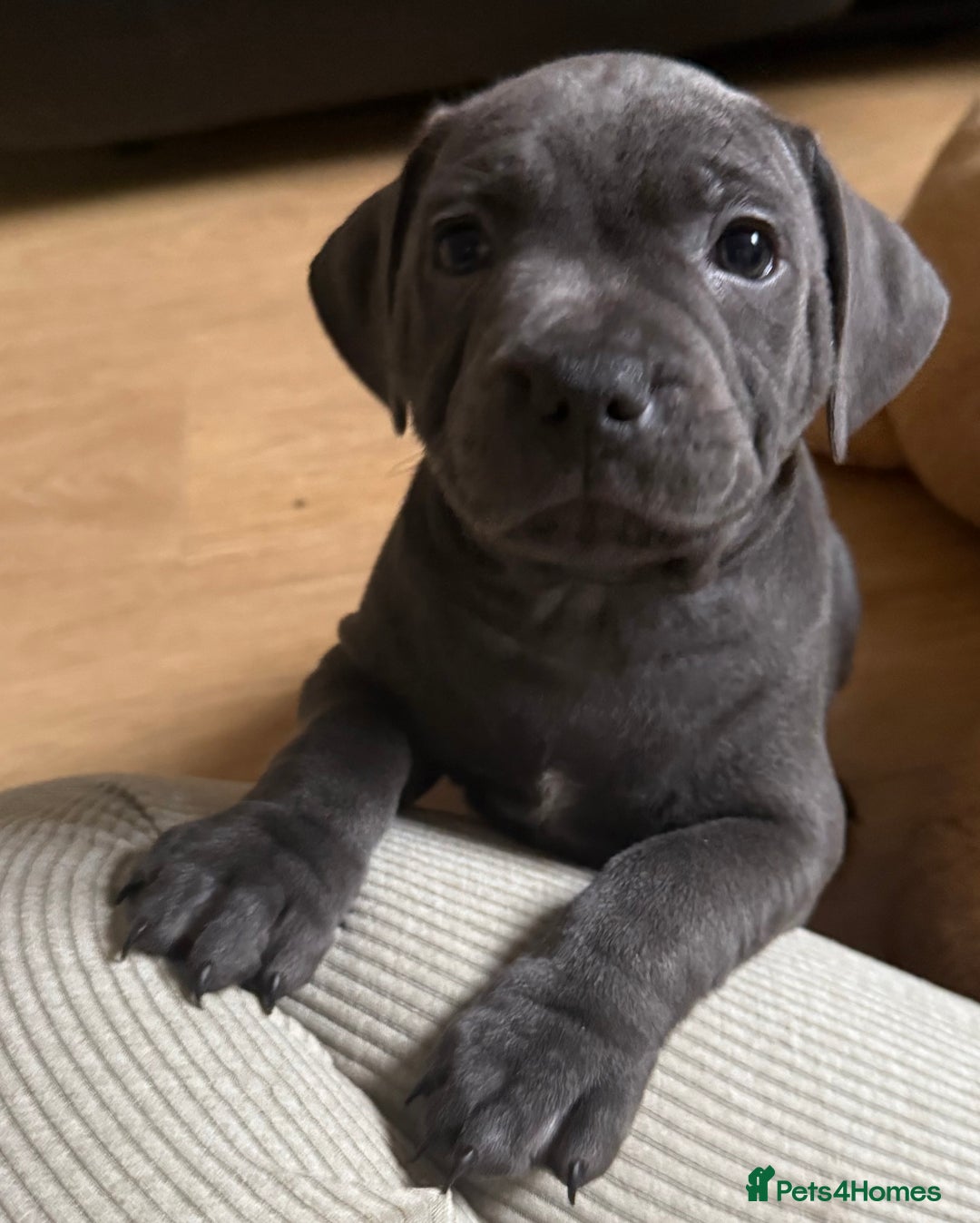 Staffordshire Bull Terrier dogs for sale: READY NOW 1 gorgeous blue staffy puppy left  - Image 1