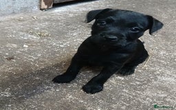 Patterdale Terrier dogs for sale: Purebred Patterdale Terrier Puppies - Image 3