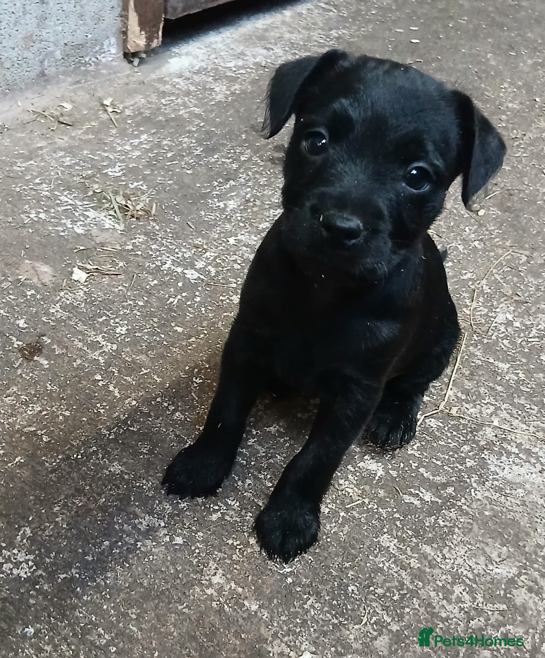 Patterdale Terrier dogs for sale: Purebred Patterdale Terrier Puppies - Image 3