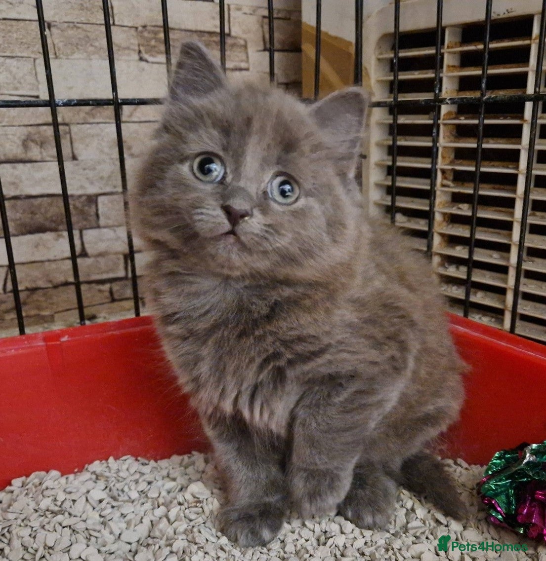 Mixed Breed cats beautiful male kitten - Advert 14