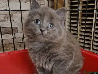 Mixed Breed cats beautiful male kitten - Advert 14