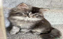 Scottish Fold cats for sale: Female Scottish fold - Image 4