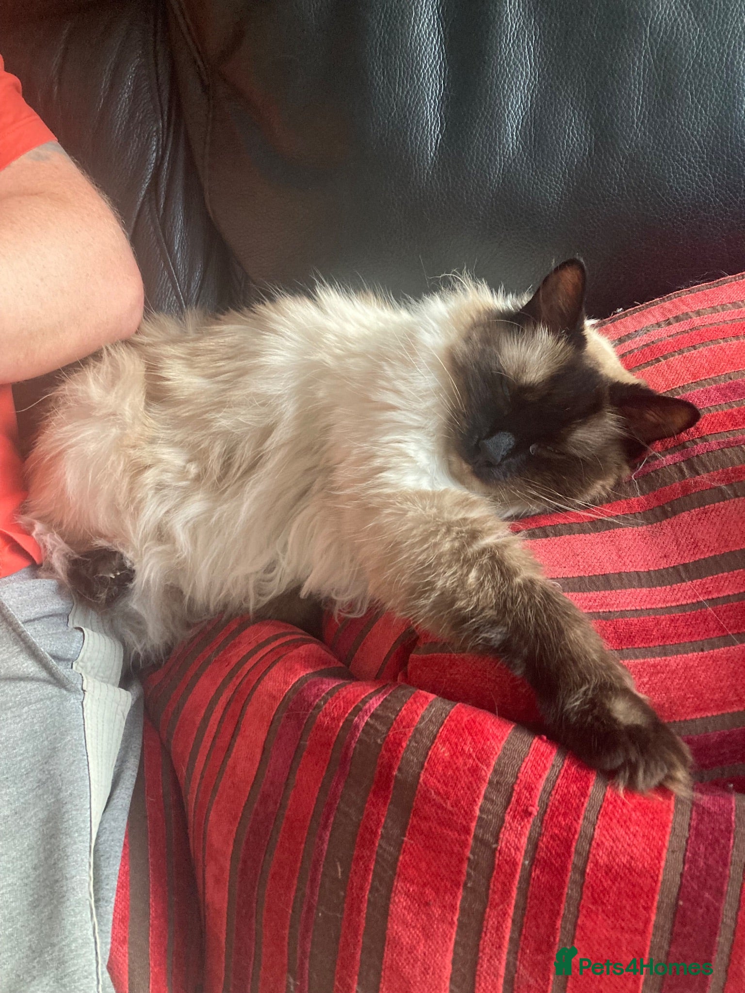 Ragdoll cats Re home our two ragdoll cats.  - Advert 10