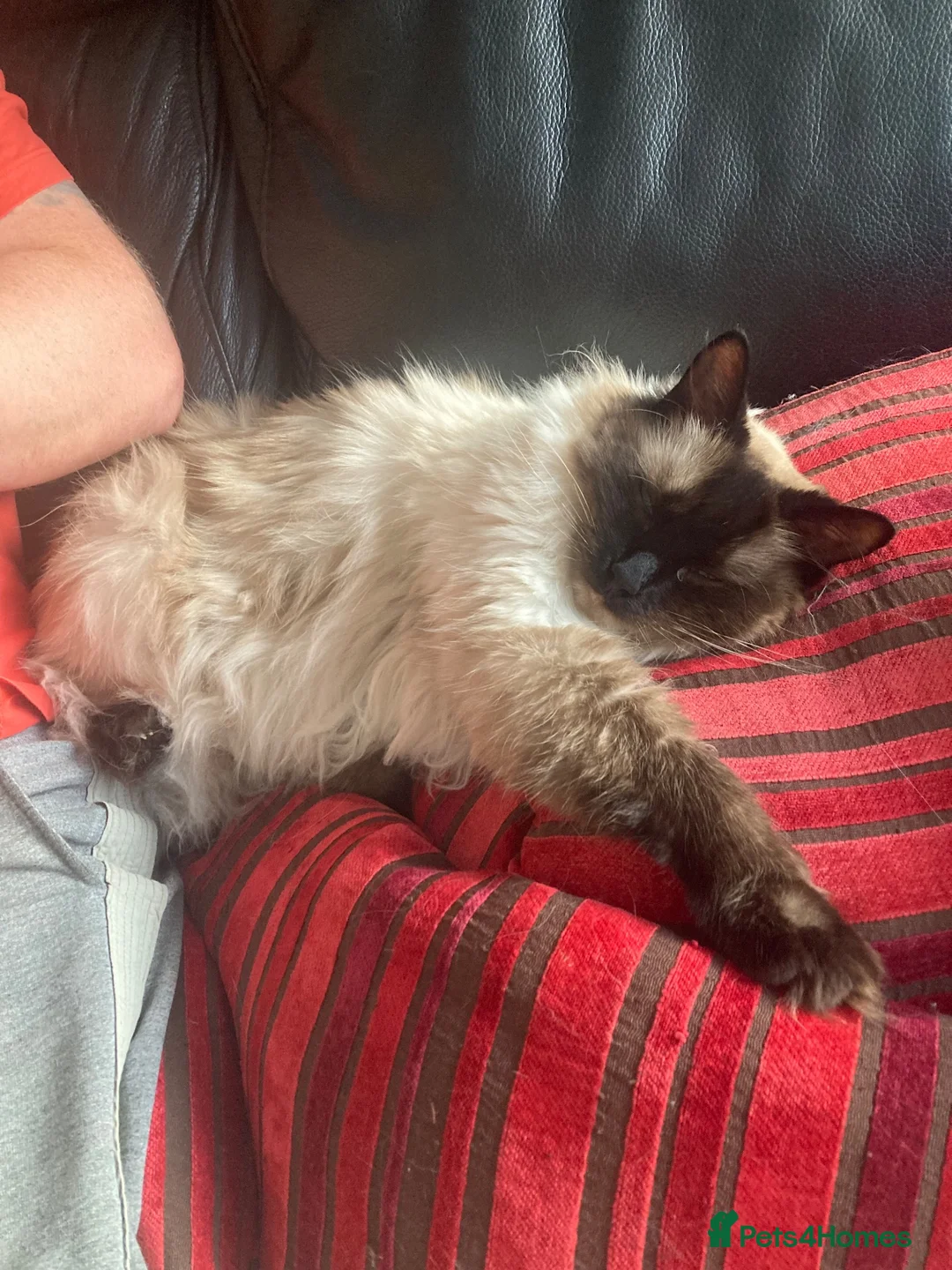 Ragdoll cats for sale: Re home our two ragdoll cats.  in Northampton - Advert 1