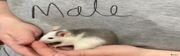 Rat rodents for sale: Baby rats - Advert 16