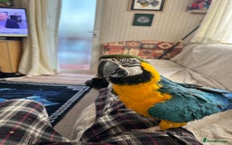 Macaws birds for sale: Blue and Gold Macaw - Image 1