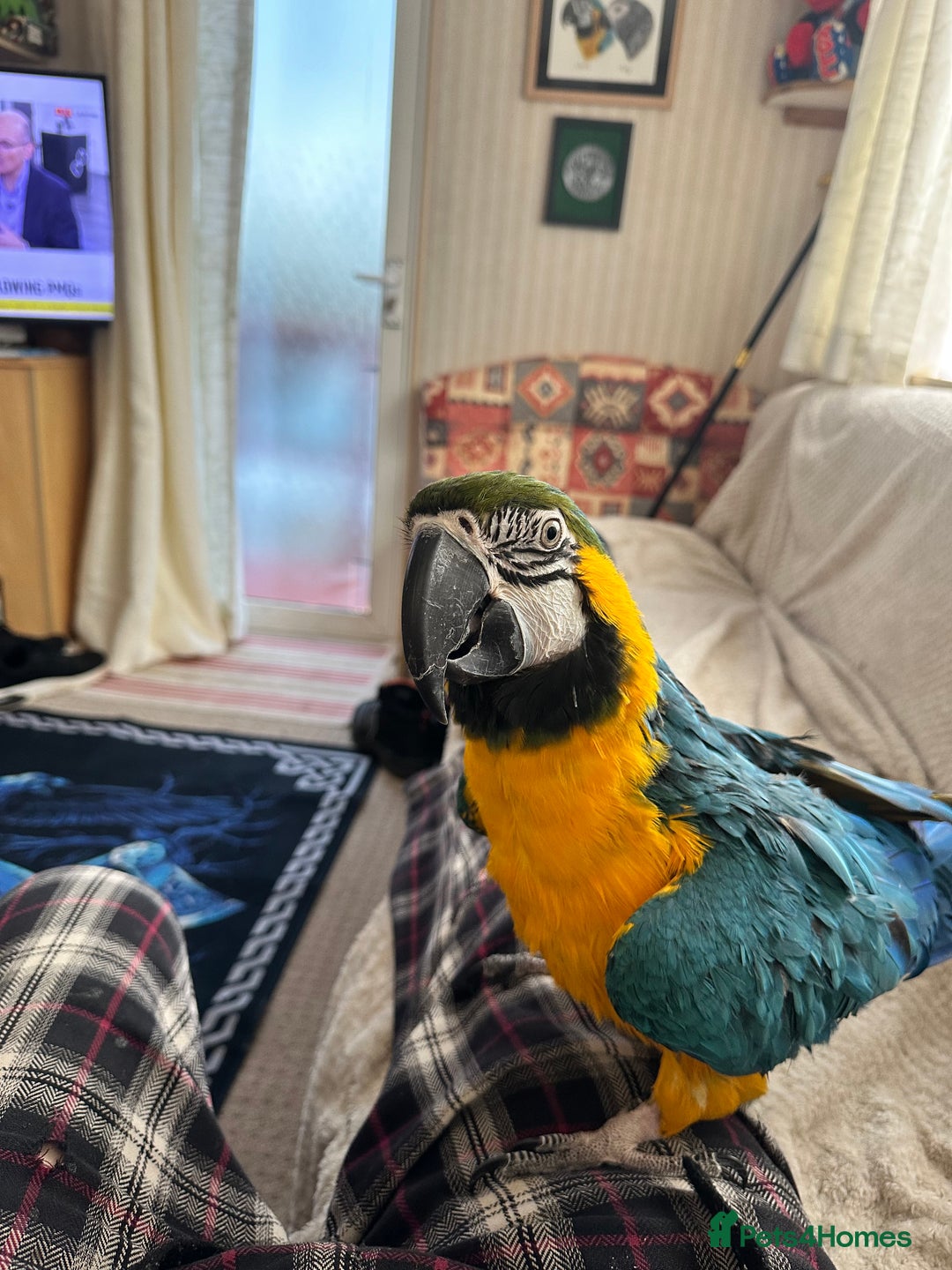 Macaws birds for sale: Blue and Gold Macaw - Image 1