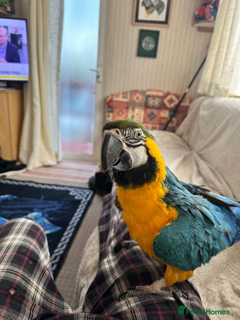 Macaws birds - Advert 11