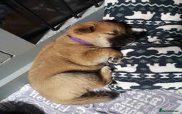 Japanese Shiba Inu dogs for sale: 1 KC Shiba inu girl left.  - Image 5