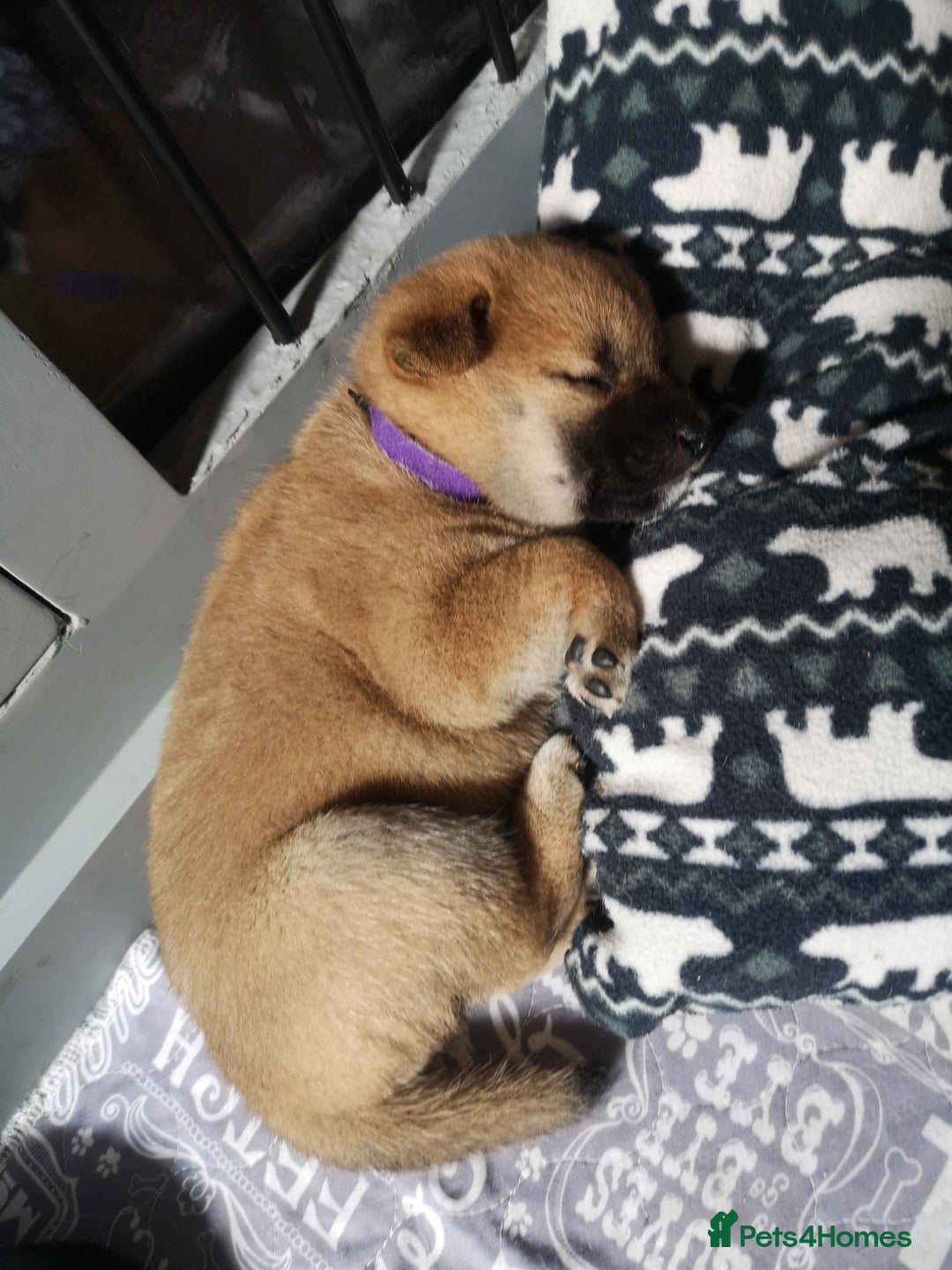 Japanese Shiba Inu dogs for sale: 1 KC Shiba inu girl left.  - Image 5