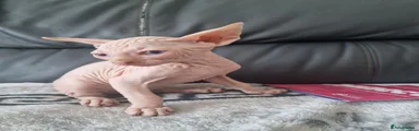 Sphynx 1