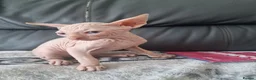 Sphynx cats for sale: Canadian Sphynx Kittens Looking for Loving Homes  - Advert 7