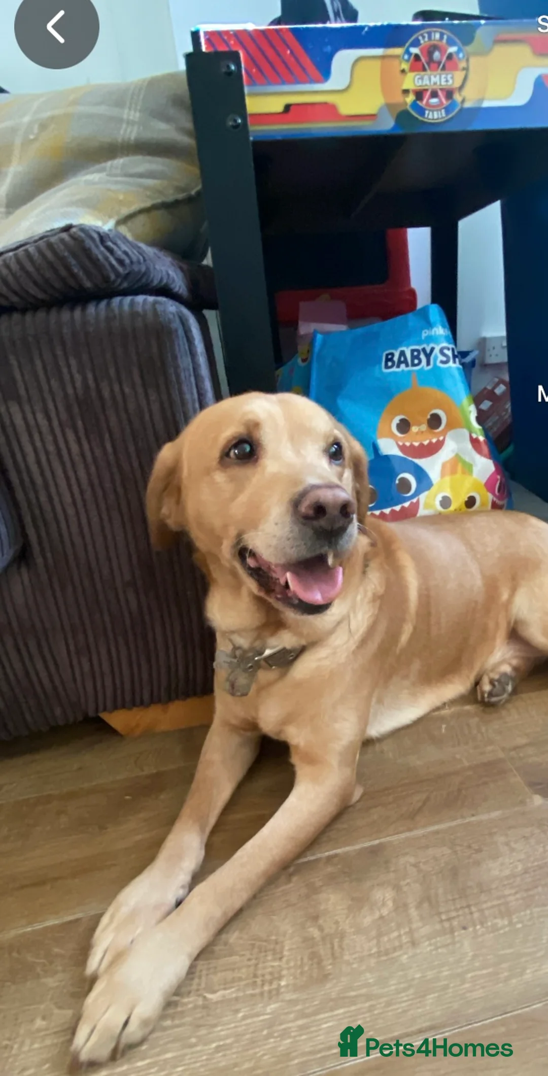 Labrador Retriever dogs for sale: 8 year old lab looking for new best friend.  - Advert 5