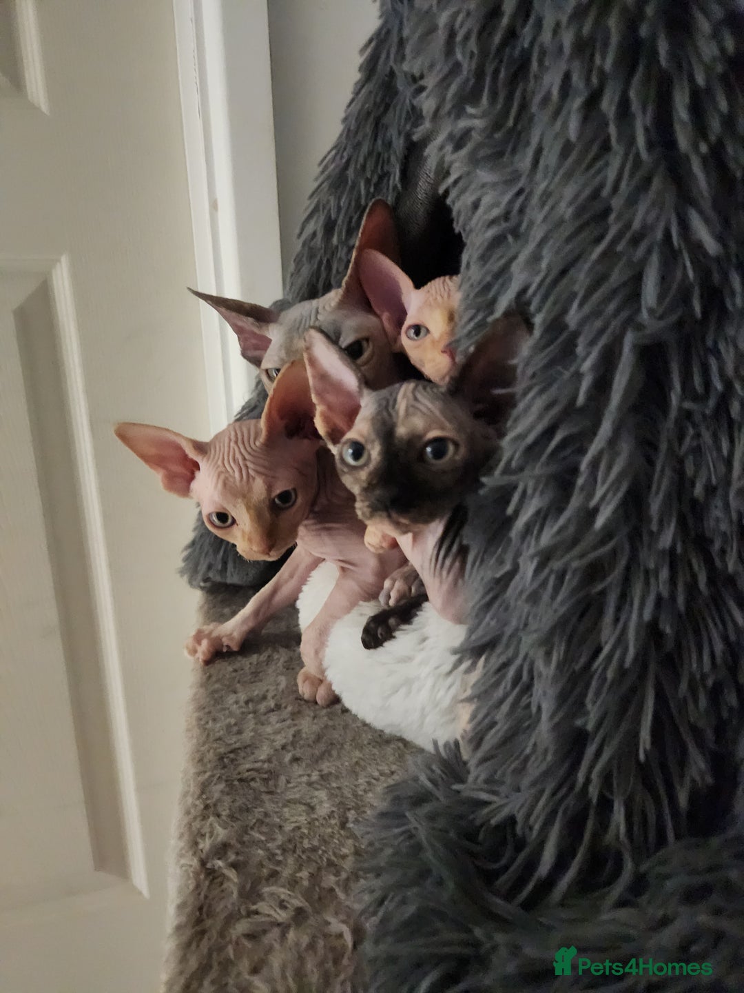 Sphynx cats for sale: 3 Beautiful Canagian Sphynx - Advert 8
