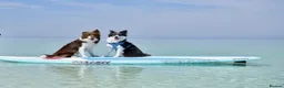 Border Collie dogs for sale: Show Quality KC Reg Border Collie Puppies  - Advert 13