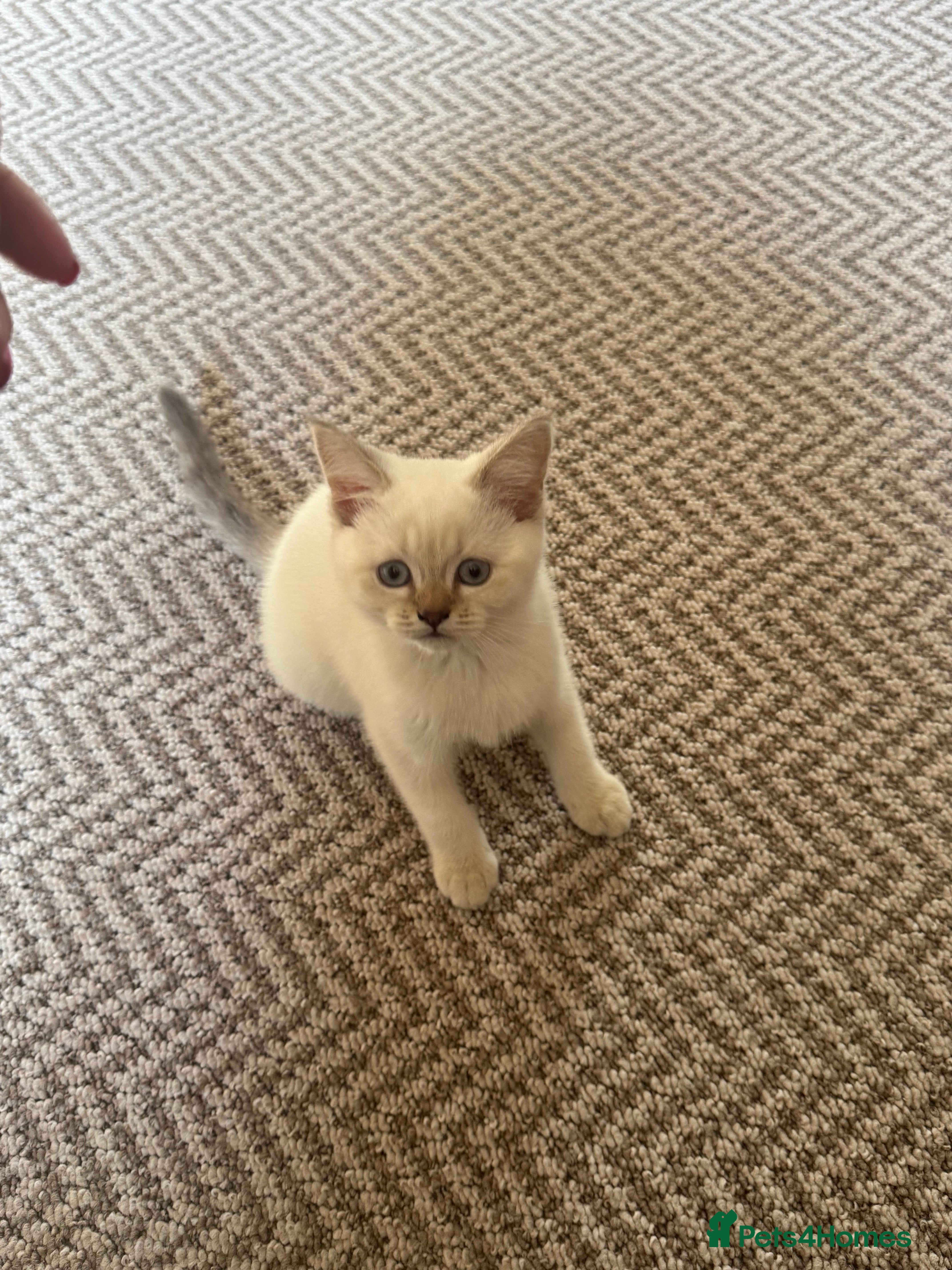 British Shorthair cats 1 LEFT  British shorthair females, READY NOW - Advert 6