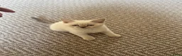 British Shorthair cats for sale: £300 1 LEFT READY NOW REDUCED*** British shorthair - Advert 1