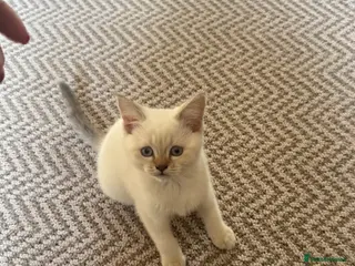 British Shorthair cats 1 LEFT British shorthair females, READY NOW - Advert 5