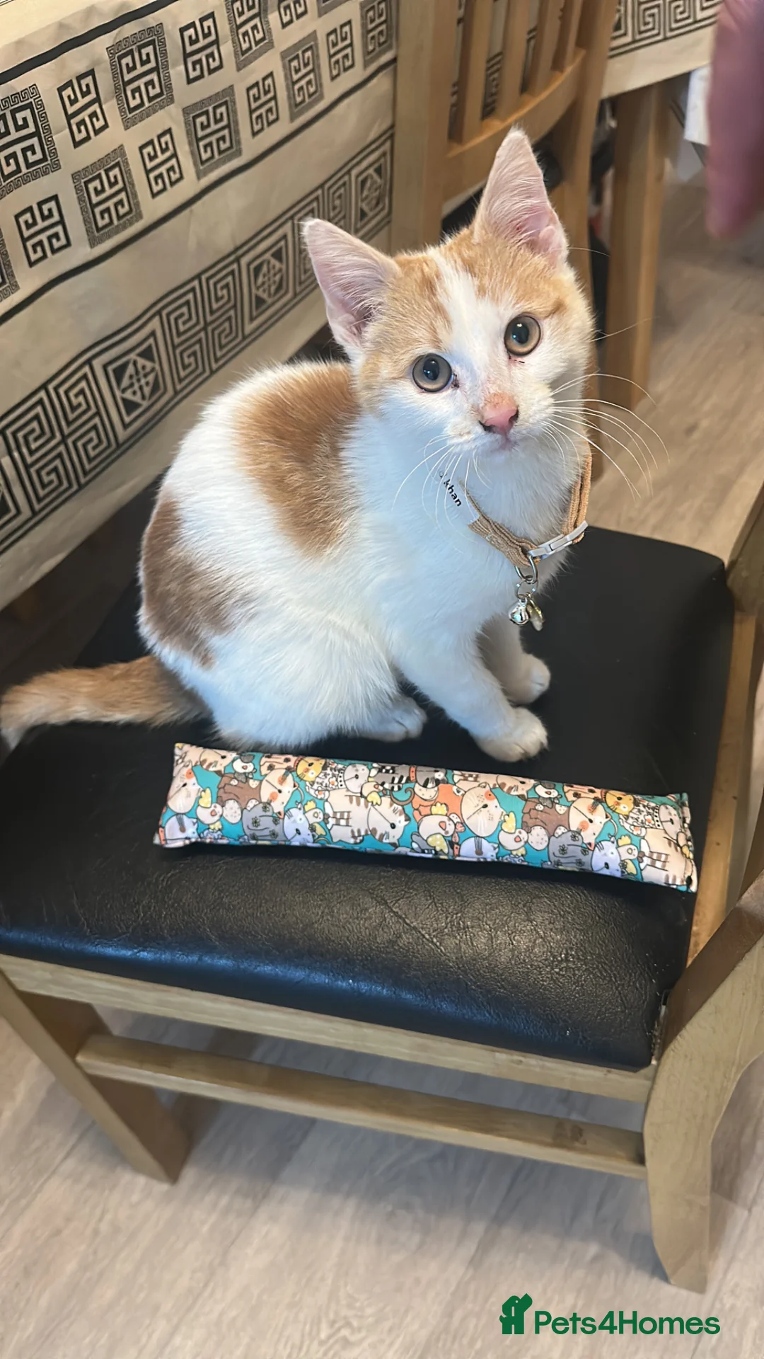 Domestic Shorthair cats for sale: Cute domestic shorthair  - Advert 12