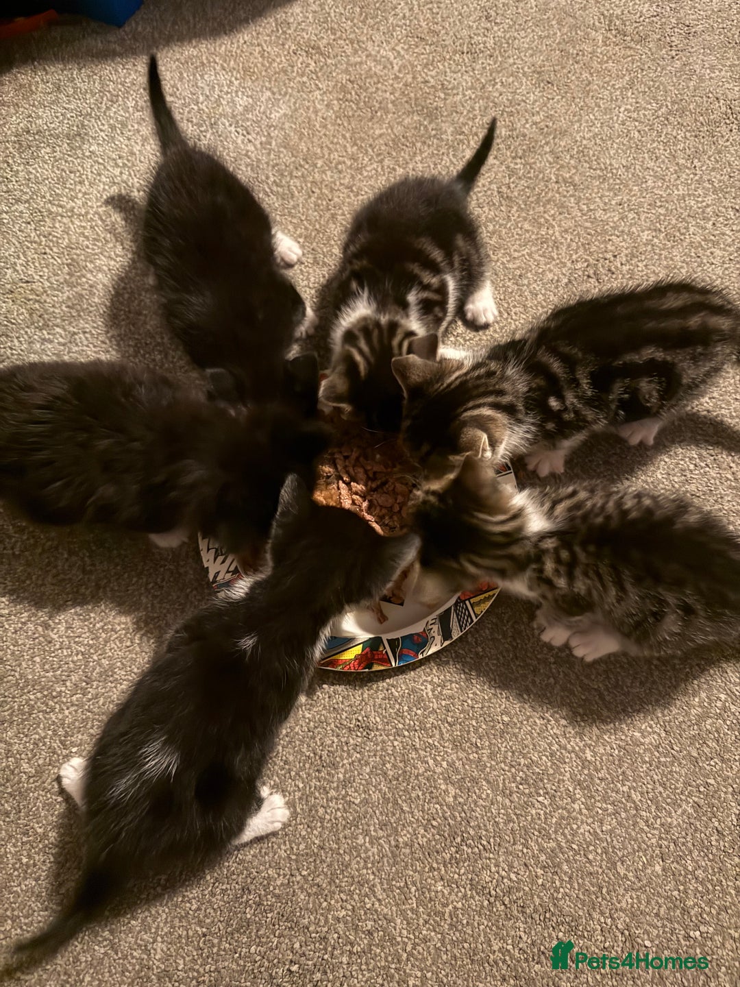 British Shorthair cats for sale: 5 Beatiful kittens - Advert 5