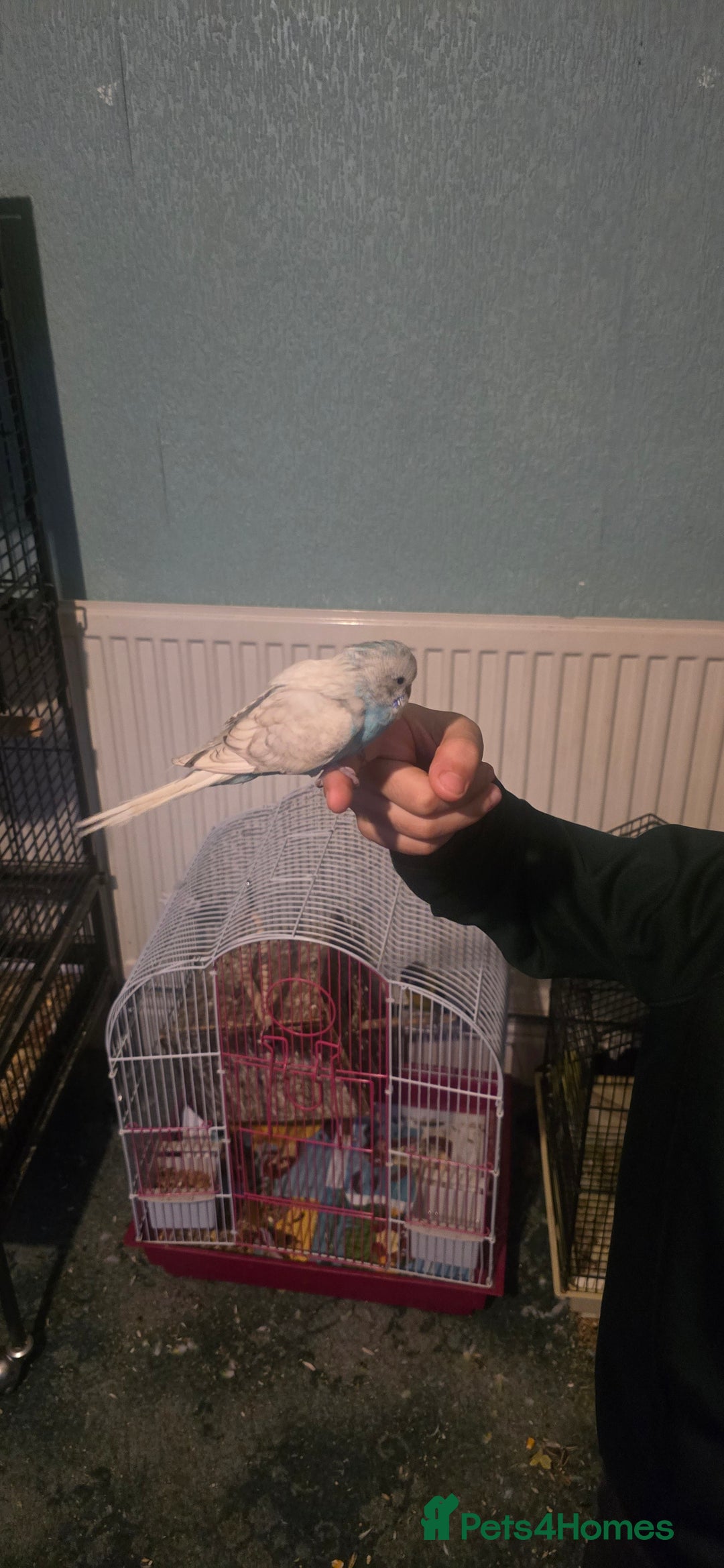 Budgerigars birds for sale: Mixed birds - Advert 9