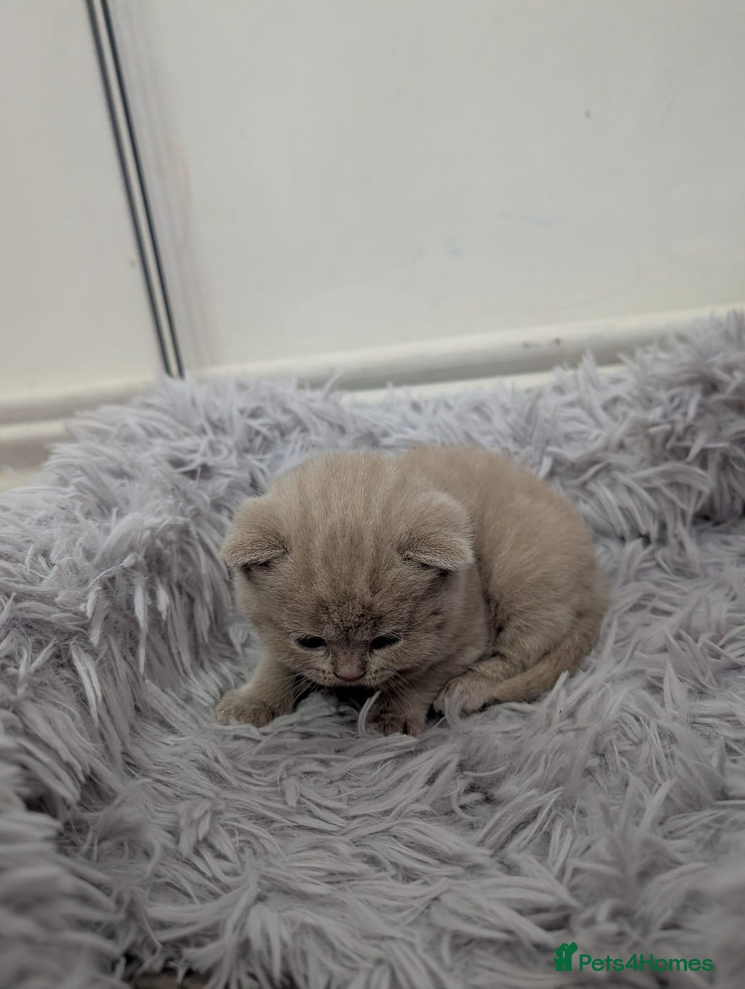 British Shorthair cats for sale: Cute fully british short hair kittens - Advert 3