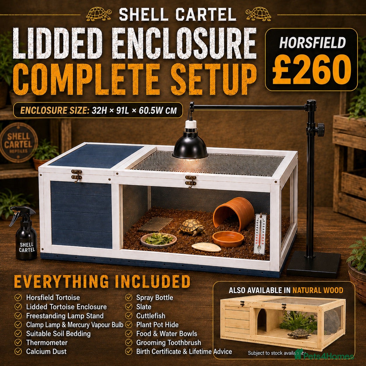 Tortoise reptiles BABY HORSFIELDS & SET UPS - Advert 2