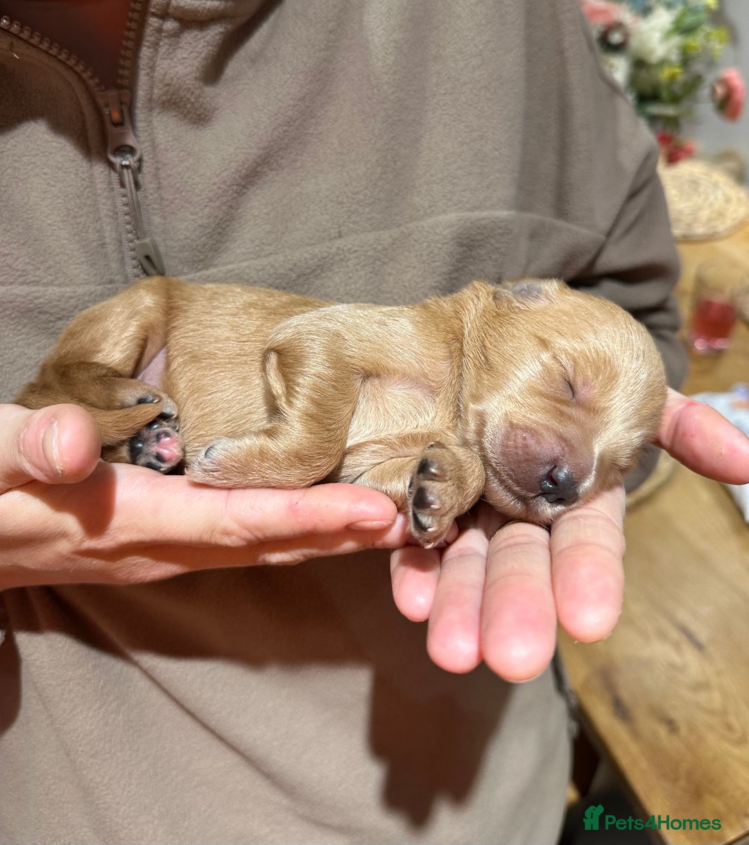 Mixed Breed dogs for sale: Australian double doodles  - Advert 15