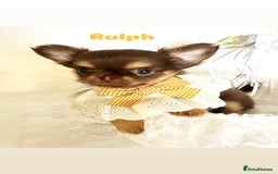 Chihuahua dogs for sale: Gorgeous chocolate Russian lines boy - Image 5