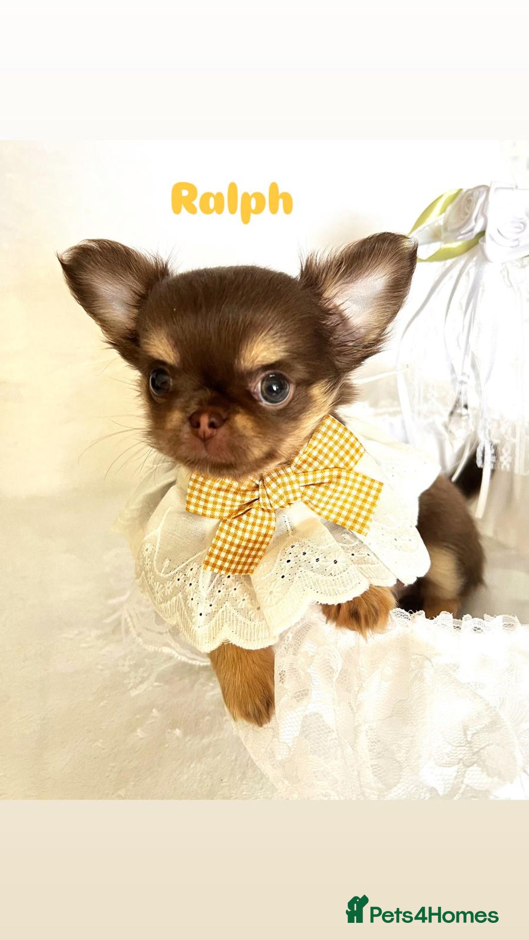 Chihuahua dogs for sale: Gorgeous chocolate Russian lines boy - Image 5