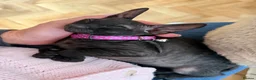Cornish Rex cats for sale: Beautiful Cornish Rex’s ready for their new homes - Advert 2