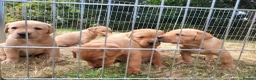Labrador Retriever dogs for sale: Fox red Labrador puppies - Advert 14