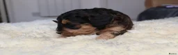 Cockapoo dogs for sale: ELITE COCKAPOOS HAVE 2 F1 COCKAPOO PUPS AVAILABLE - Advert 26
