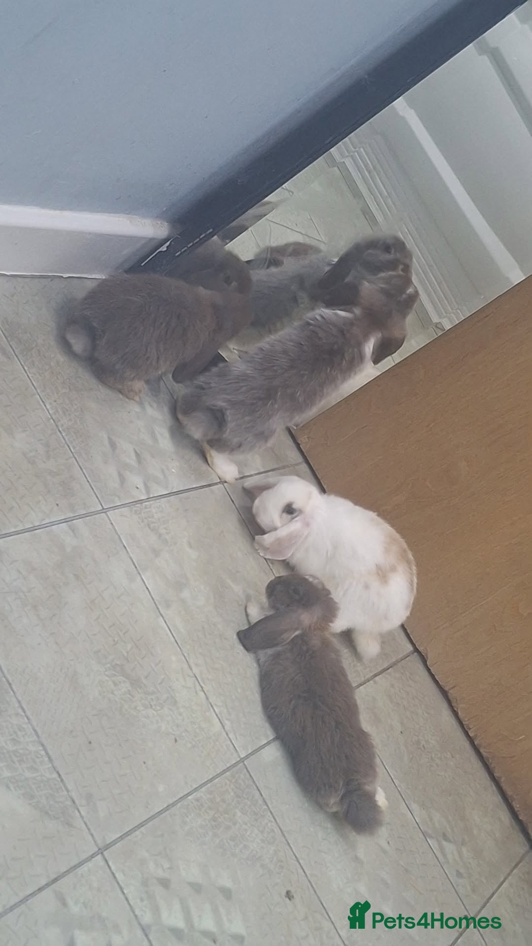 Mini Lop rabbits 5 beautiful mini lops, 3 boys, 2 girls - Advert 5