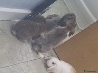 Mini Lop rabbits 5 beautiful mini lops, 3 boys, 2 girls - Advert 2