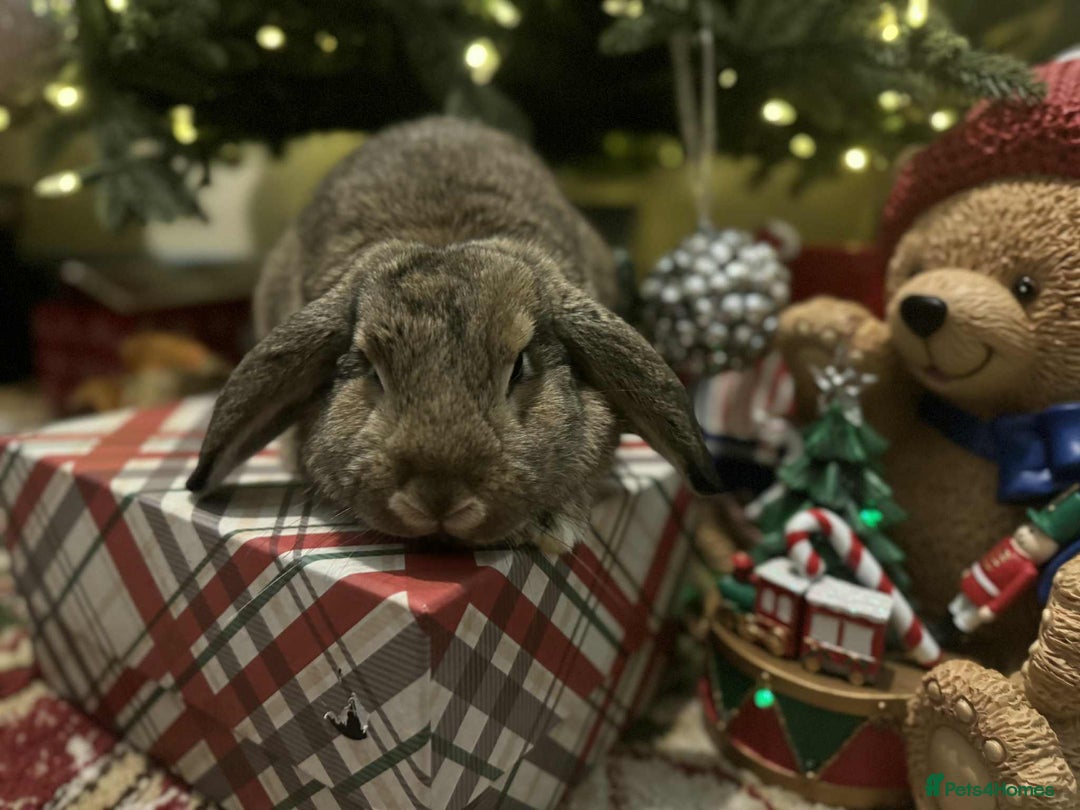 French Lop rabbits for sale: French lops and lion heads  - Advert 6