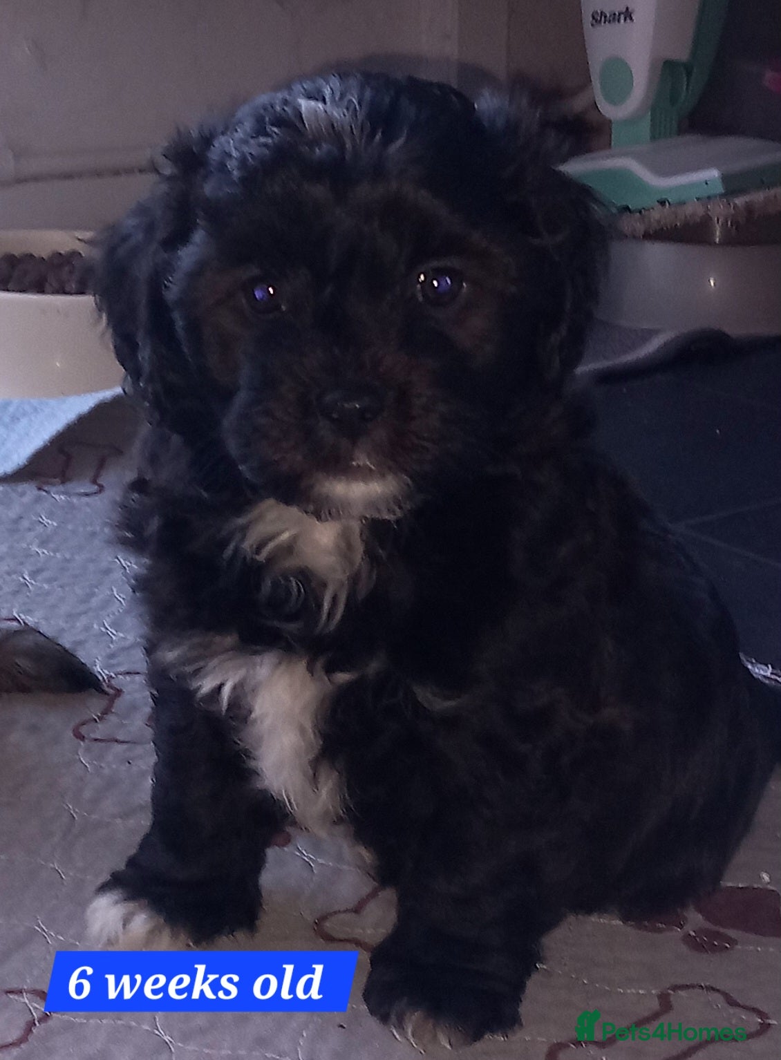 Shihpoo dogs Shihpoo puppies for sale - Advert 12