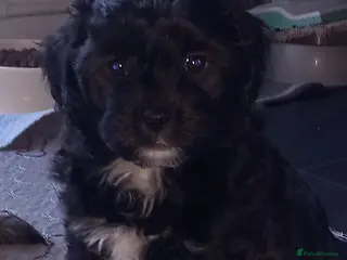 Shihpoo dogs Shihpoo puppies for sale - Advert 12