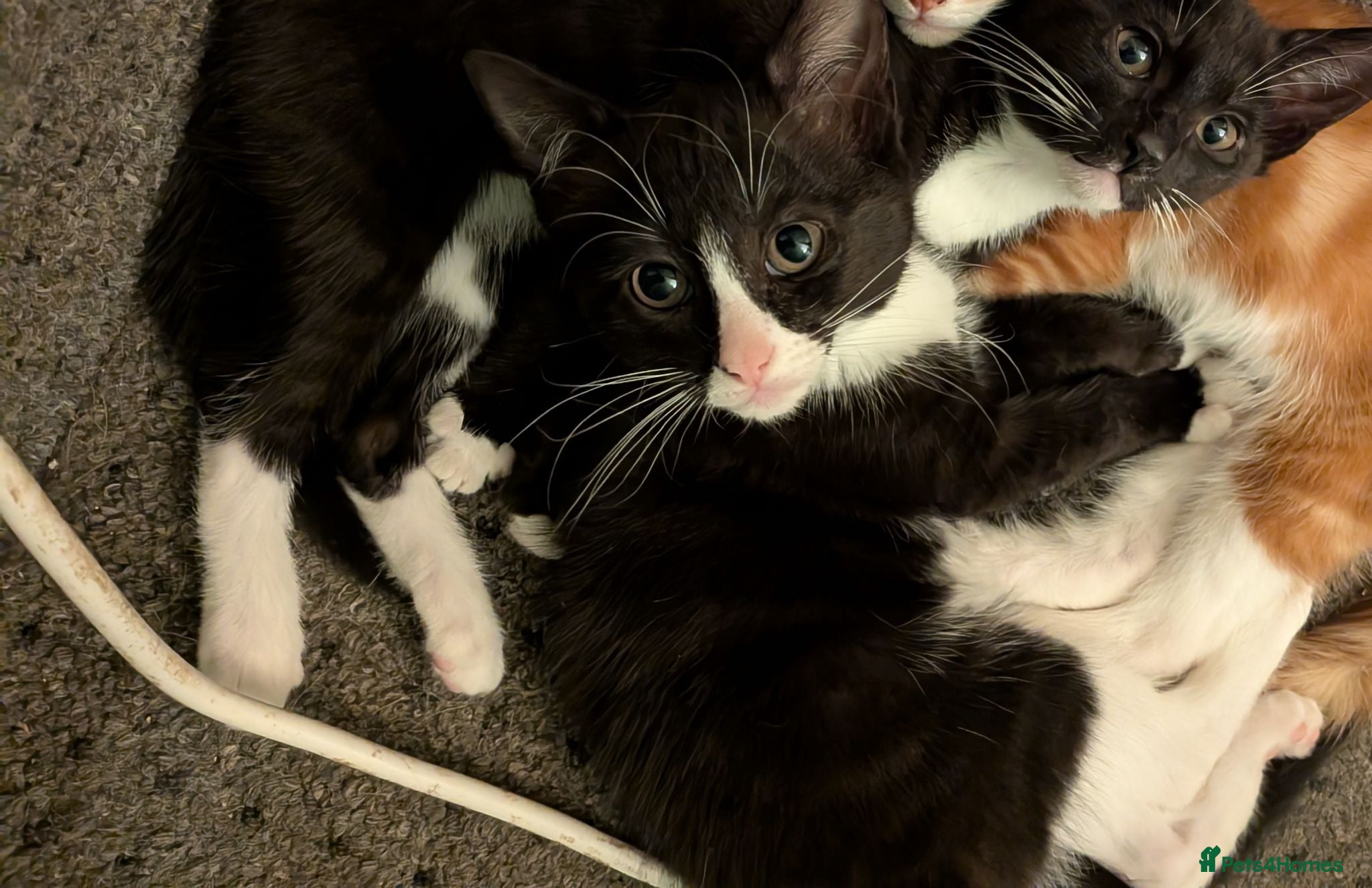 Mixed Breed cats Beautiful domestic x ragdoll kittens  - Advert 2