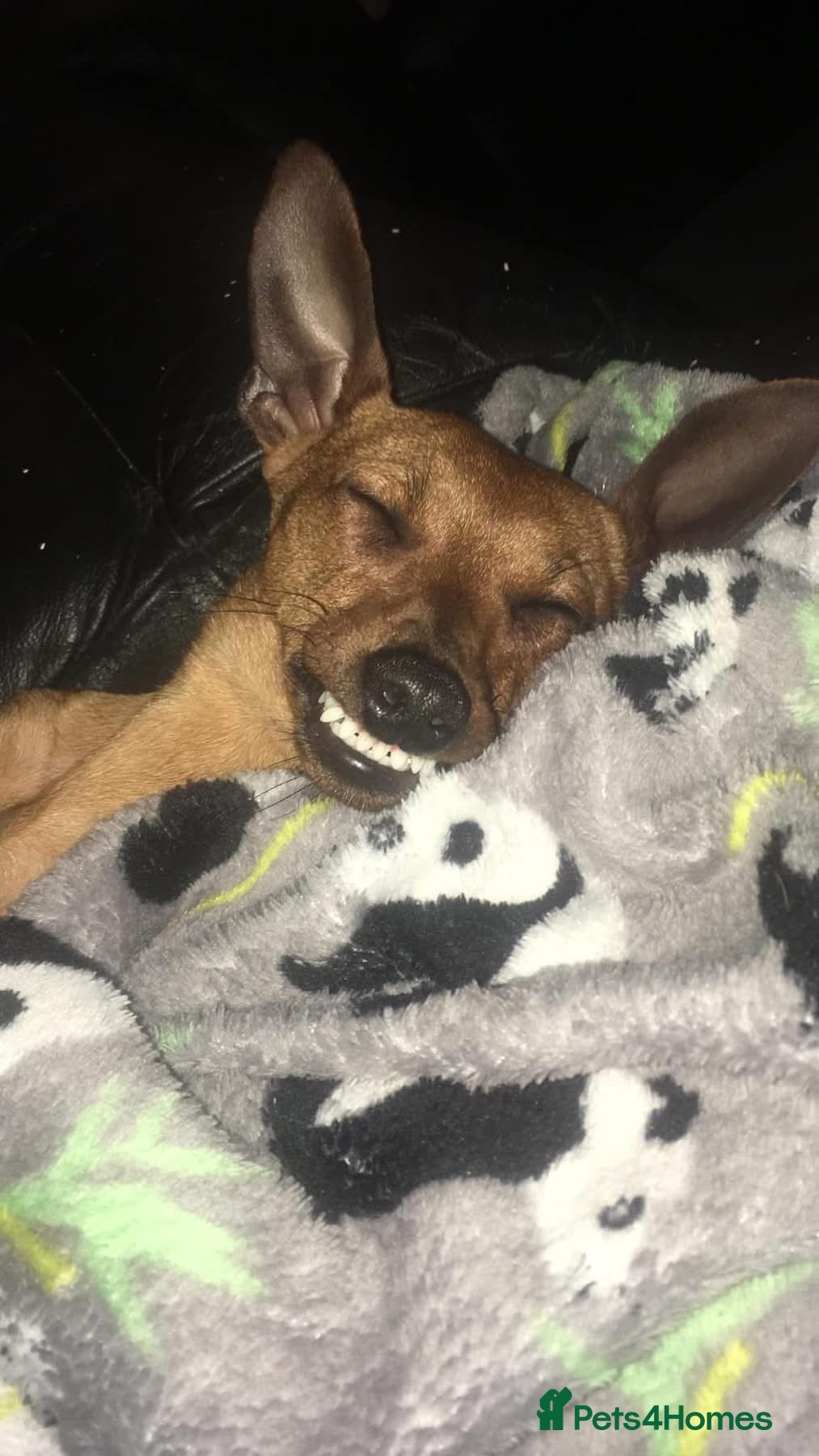 Miniature Pinscher dogs Toby  - Advert 1