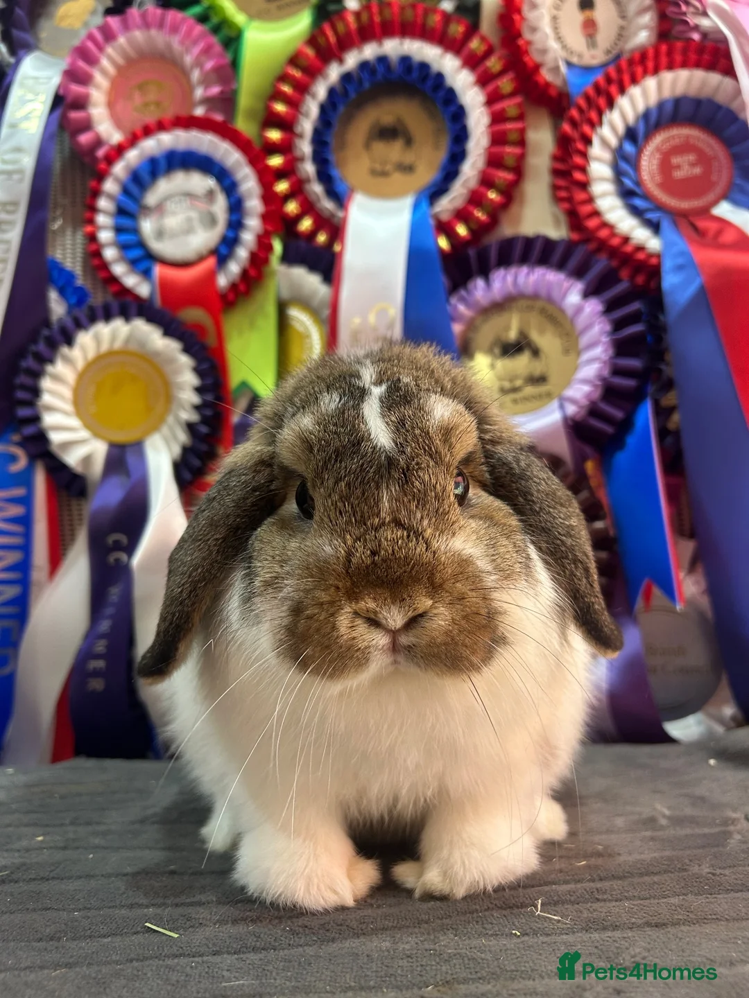 Mini Lop rabbits for sale: Show bloodline miniature lops - Advert 4
