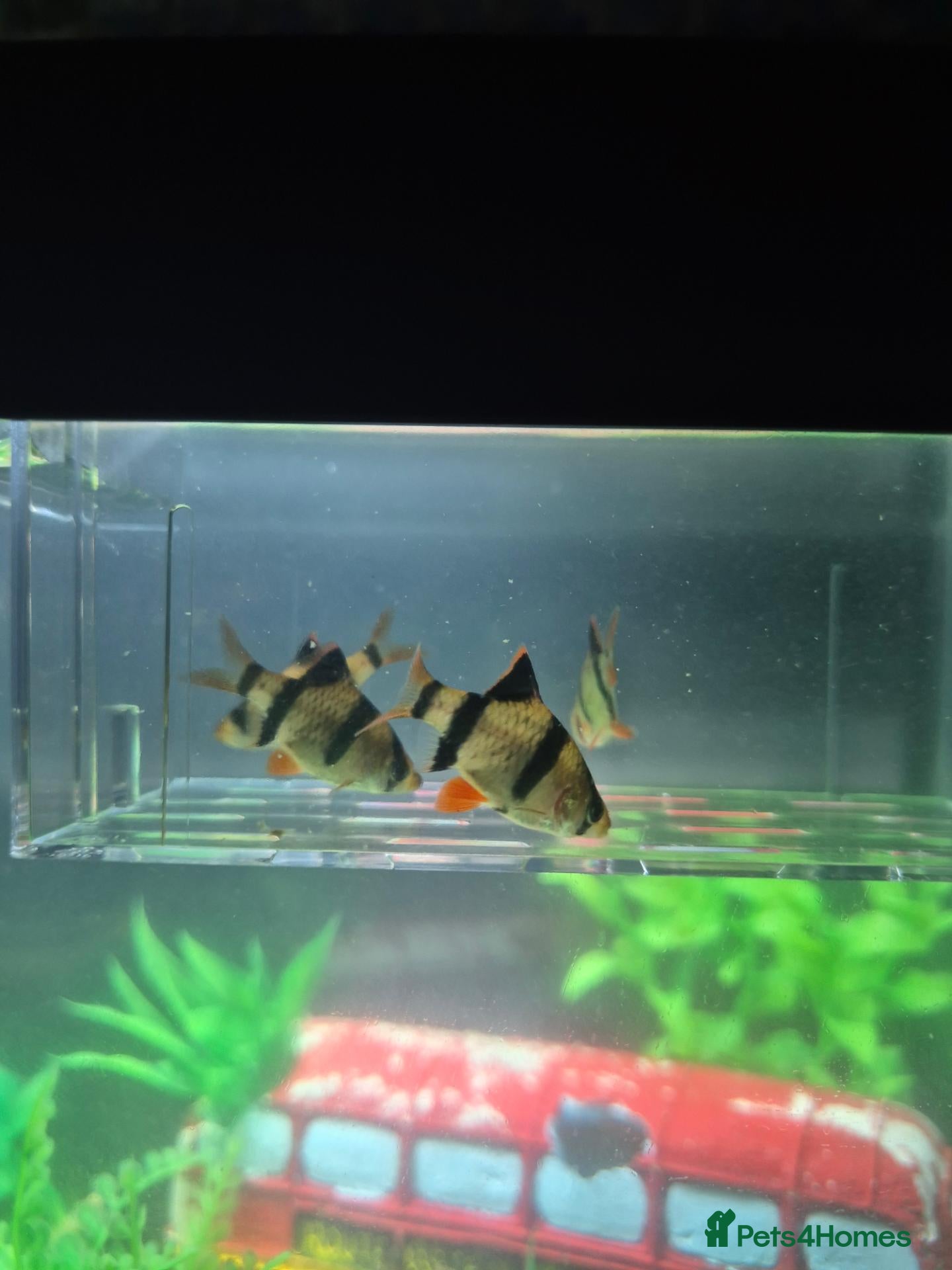 Barbs fish 4x Tiger Barbs For sale - Advert 1