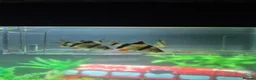 Barbs fish for sale: 4x Tiger Barbs For sale - Advert 1