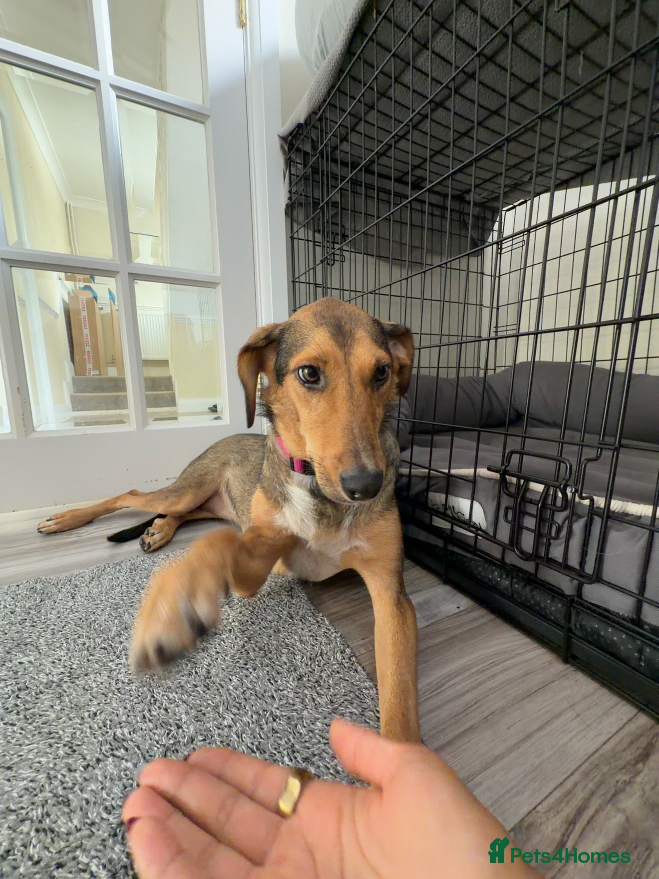 Mixed Breed dogs Shy at First, Zoomies Once She Trusts 💗 - Advert 2