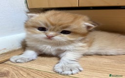 British Shorthair cats for sale: GCCF reg BSH & LH Chocolate & Black Golden Kittens - Image 26