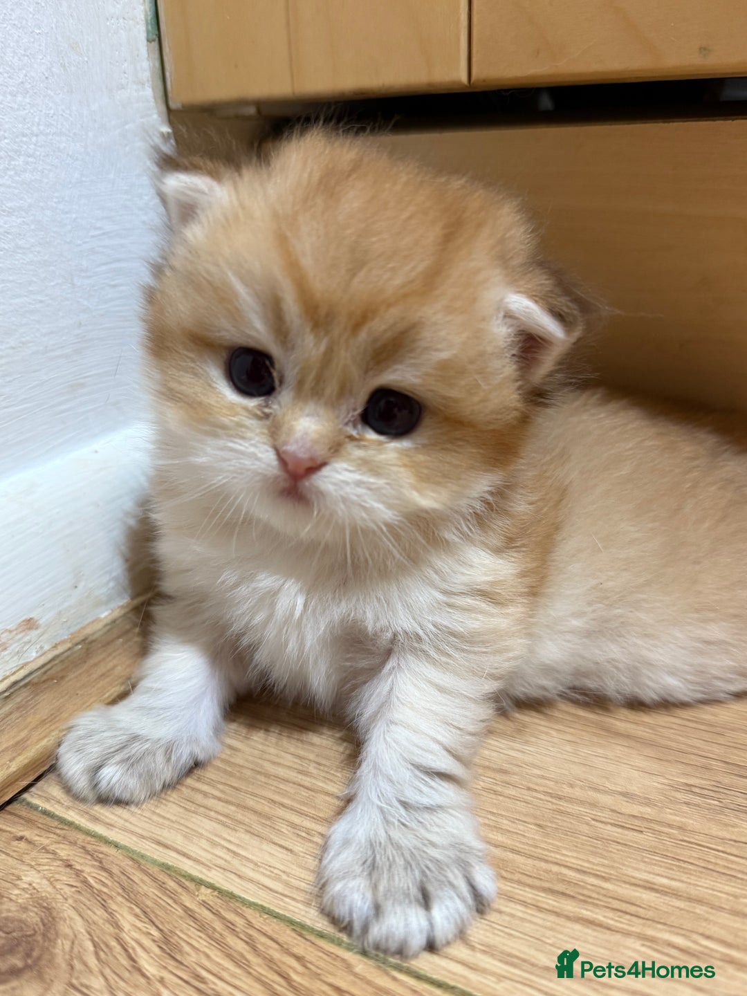 British Shorthair cats for sale: GCCF reg BSH & LH Chocolate & Black Golden Kittens - Image 26