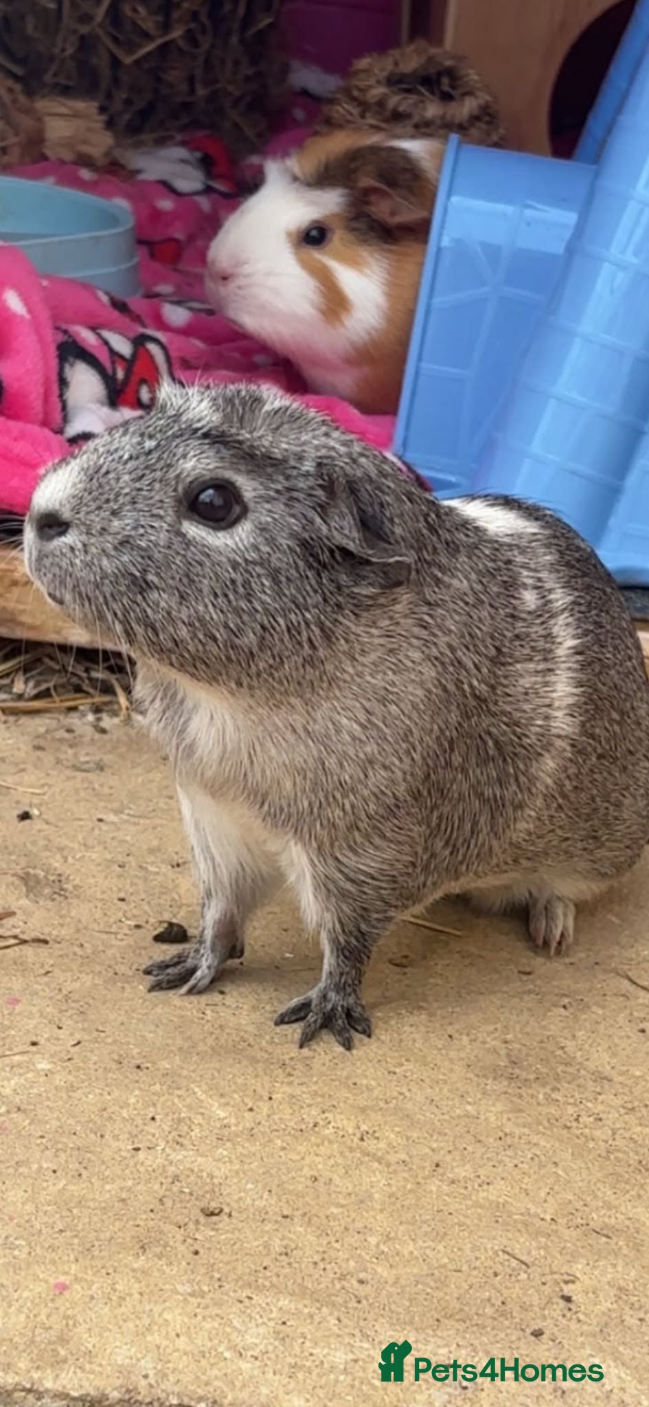Guinea Pig rodents 2 bonded female guinea pigs almost a year old - Advert 1
