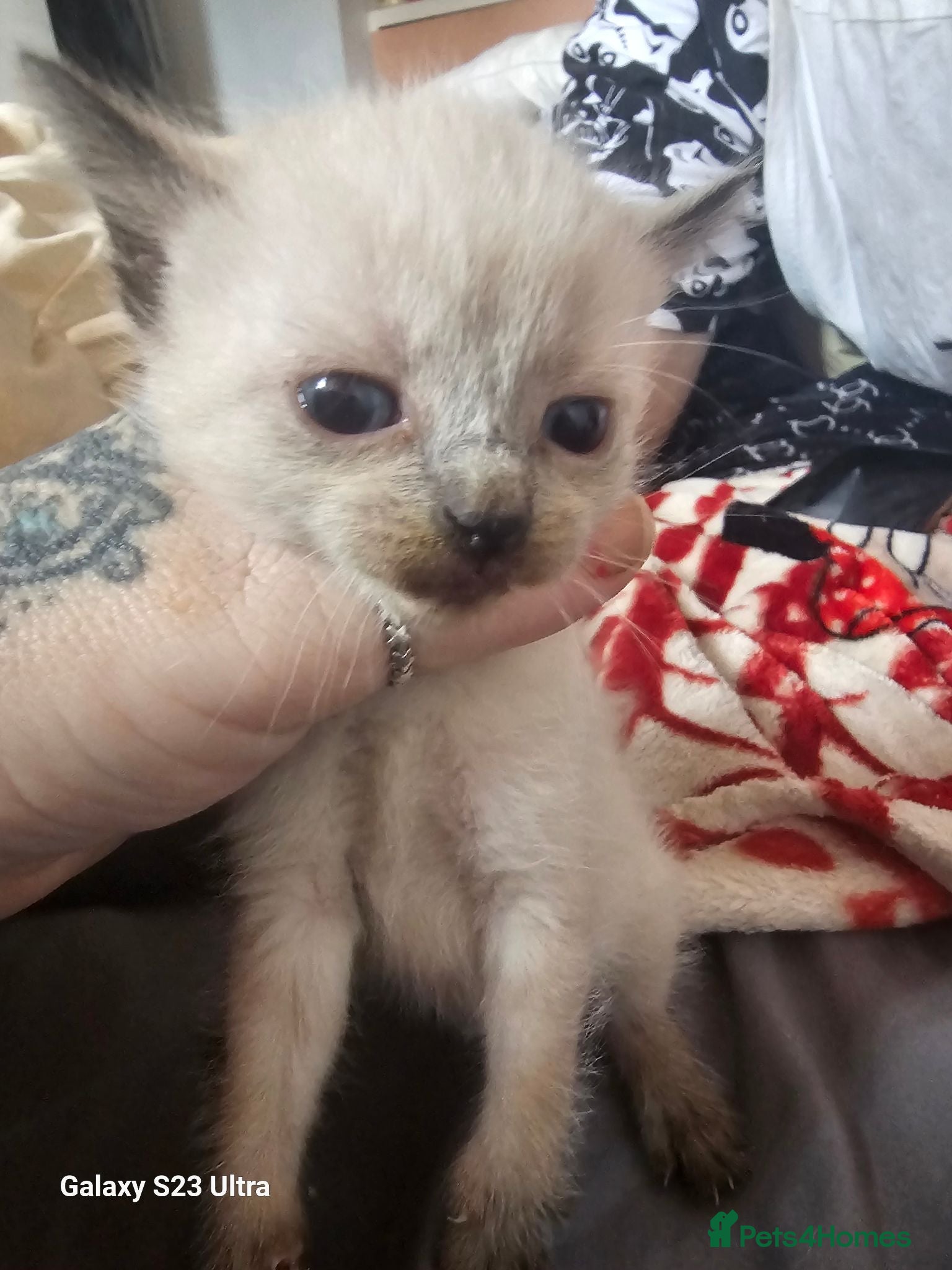 Mixed Breed cats Snowshoe/burmese  - Advert 11