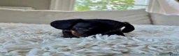Miniature Dachshund dogs for sale: KC REGISTERED MINIATURE DACHSHUND PUPPIES - Advert 12