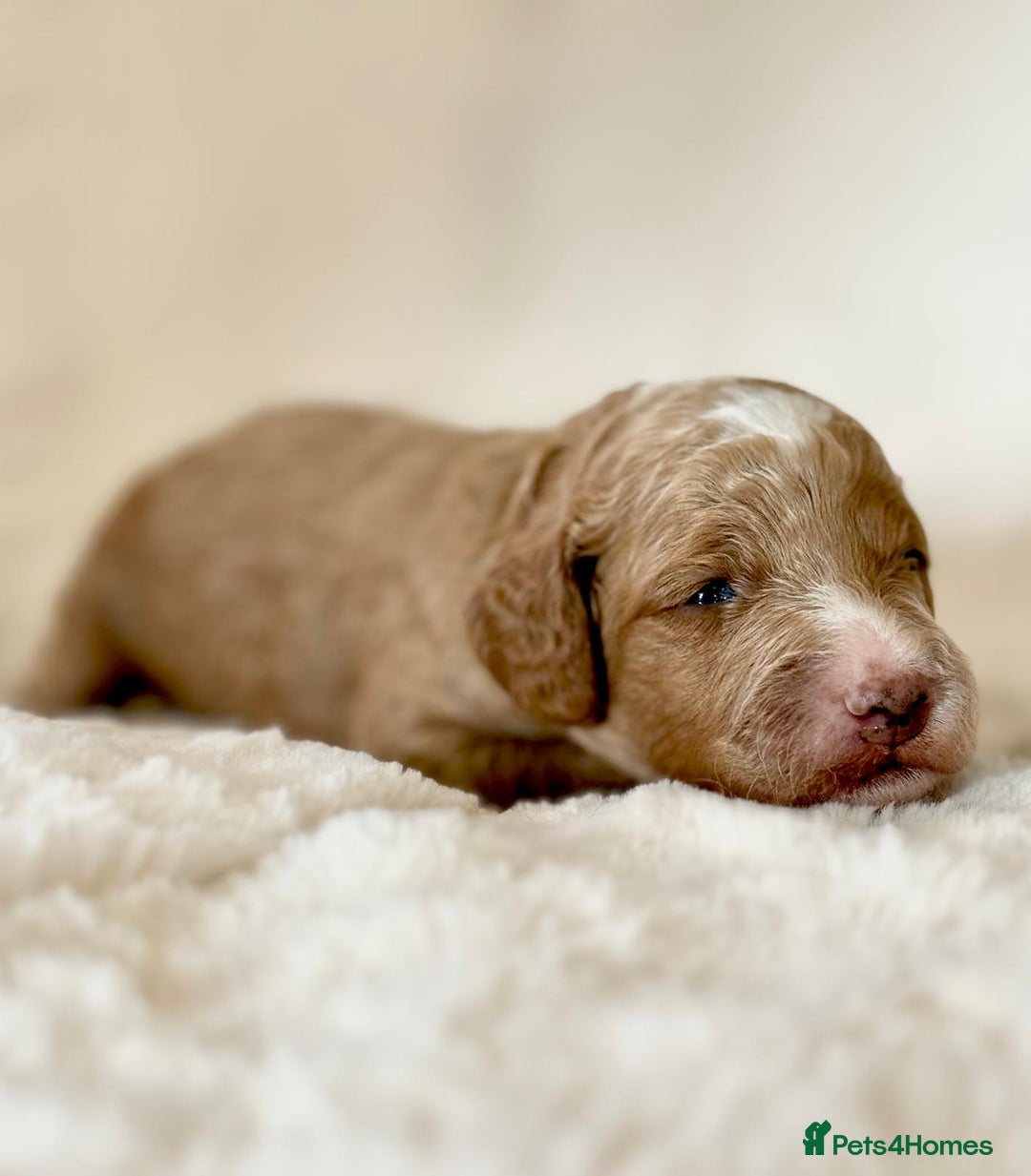 Cockapoo dogs for sale: F1b Miniature Cockapoo Pups Fully Health Tested - Advert 17